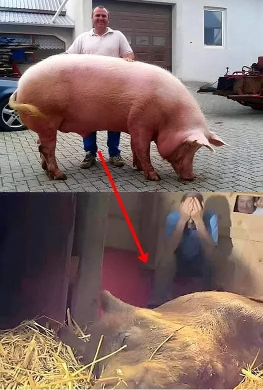 The pregnant sow went into labor, had a high fever, and they believed she would die.