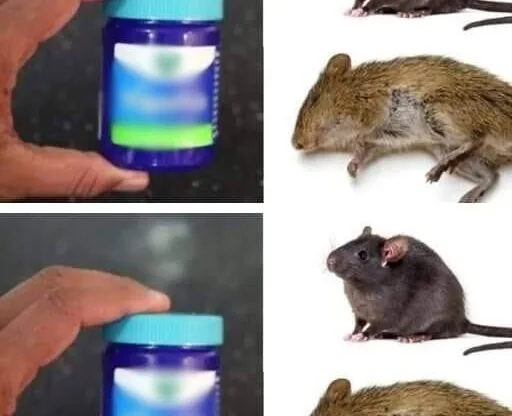 How to get rid of rats using Vick Vaporub, a method that works!