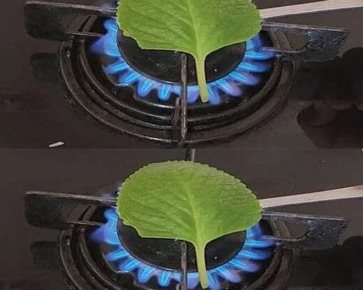 Place a leaf of this oregano on the fire and you will always thank me