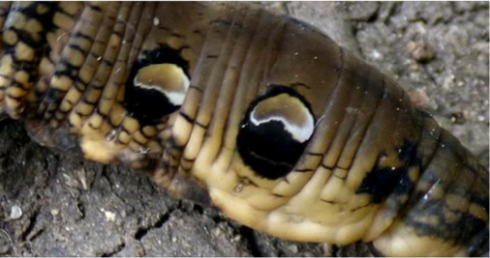 What on Earth is this? Woman discovers creepy ‘snake’ with two heads in her garden