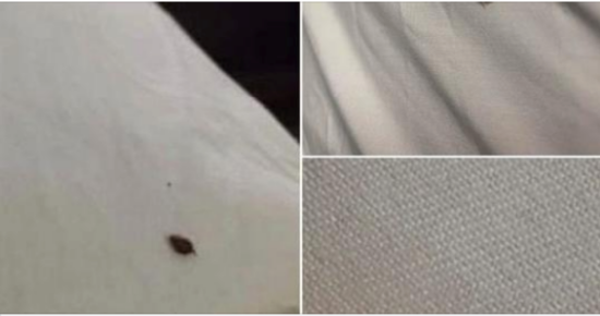 If you find a tick inside your home, here’s what you need to know