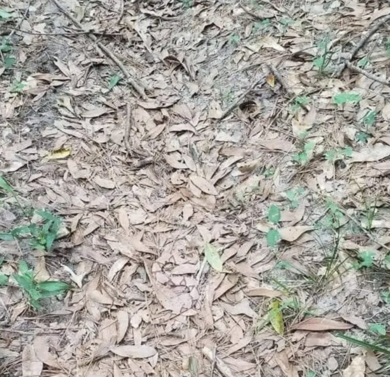 If you see leaves that look like this while out walking, you had better know what it could mean