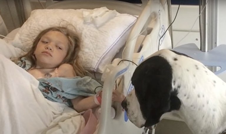 Giant Great Dane Sneaks Up On Little Girl In Hospital, But Look Closely At Dog’s Back