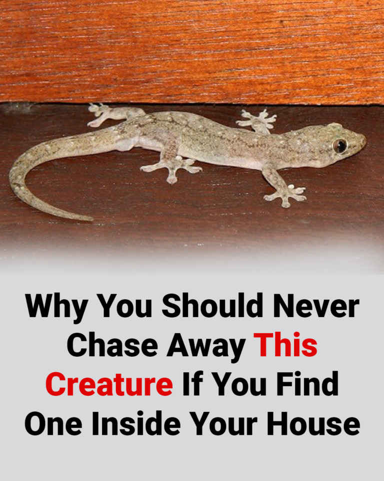Why You Should Never Chase Away This Creature If You Find One Inside Your House