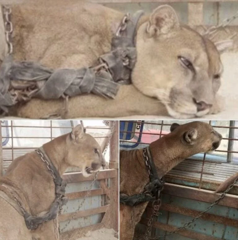 Mufasa: From Captivity to Freedom, a Remarkable Journey